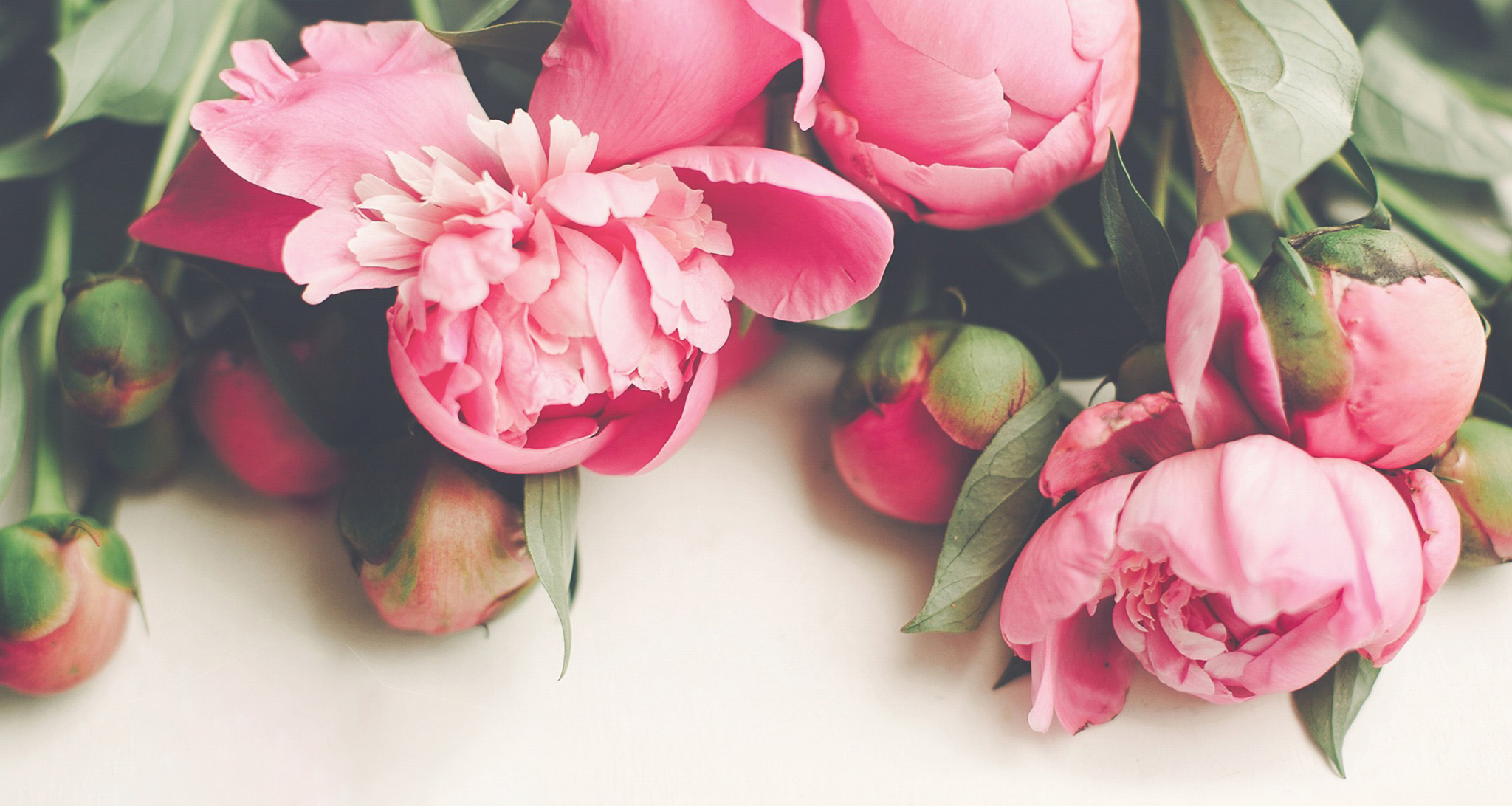 A bunch of pink peonie roses.